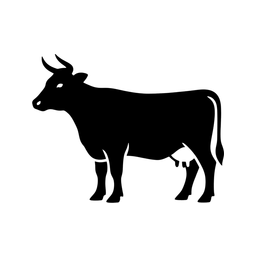 Mucca Carolina